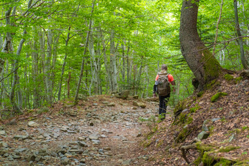 Obraz premium Person hiking in the forest in the morning