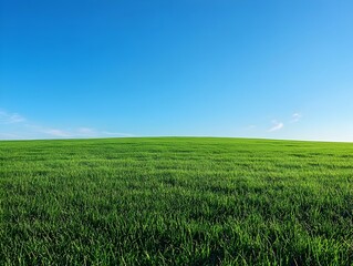Obraz premium Vast green meadow under clear blue morning sky with boundless open space