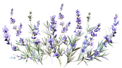Visualize a serene moment in a lively lavender field, absorbing its tranquil beauty. The soothing scent and bright hues embrace your senses, offering a peaceful experience