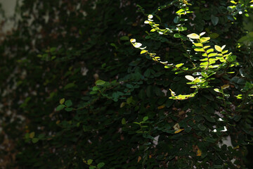 Close up of a bush with green leaves in the morning light.