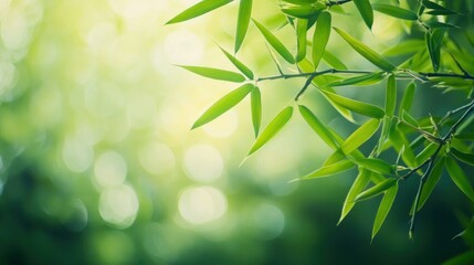 Bamboo forest and green meadow grass with natural light in blur style. Bamboos green leaves and bamboo tree with bokeh in nature forest. Nature pattern view of leaf on blurred greenery background, ai