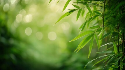 Obraz premium Bamboo forest and green meadow grass with natural light in blur style. Bamboos green leaves and bamboo tree with bokeh in nature forest. Nature pattern view of leaf on blurred greenery background, ai