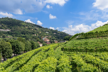 Fototapeta premium Rows of grapevines on the hillside of Vigneto Pusterla vineyard in Brescia, Italy, with the surrounding forested hills and buildings set against a vibrant blue sky with fluffy clouds