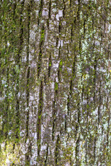 Obraz premium Detailed image of tree trunk bark with green moss and lichen growing in the crevices The vertical shot highlights the intricate patterns and natural textures, showcasing the beauty of forest elements