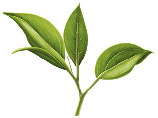 green leaf isolated on Transparent background