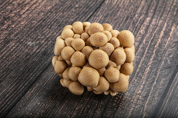 Raw asiam delicacy mushroom Shimeji