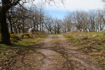 Veduta dei boschi di Punta Palai