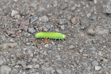 Caterpillar on a road in the forest, close-up
