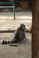 A baby lemur clings to its mother's back in a zoo mammal enclosure, displaying maternal behavior and family bonding in captivity.