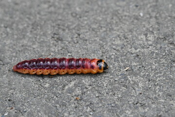 Caterpillar on a road in the forest, close-up