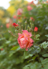 Garden of Dreams with Roses
