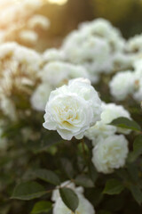 Garden of Dreams with Roses