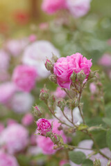 Garden of Dreams with Roses