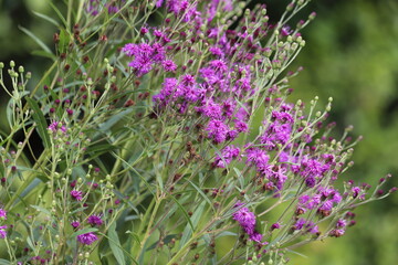 Vernonia crinita. Violet flower in the garden.