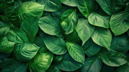 Green leaf texture. Green leaves pattern background. Natural background and wallpaper , ai