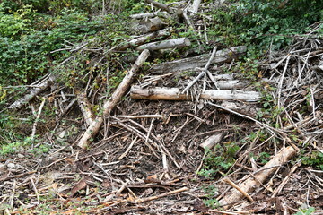 Obraz premium Tree remains after a clearing of the forest in the Harz Mountains