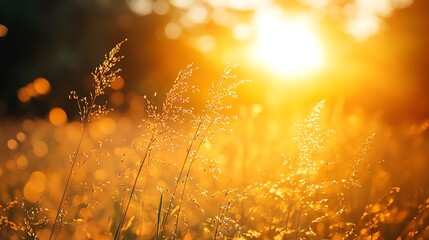 Fototapeta premium Golden grass field under a setting sun, Main keyword grass, Concept warm evening glow