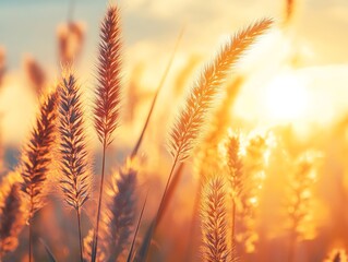 Grass illuminated by the golden hour sunlight, Main keyword grass, Concept natural warmth