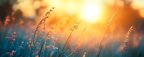 Sun rays filtering through tall grass at dawn, Main keyword grass, Concept natures awakening