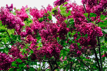 Fototapeta premium Pink lilac flower close-up in botanical garden