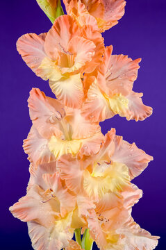 Blooming gladiolus kissy ruffle on a purple background