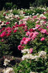 Pink peonies in the garden close-up