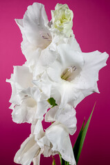 Blooming white gladiolus on a pink background