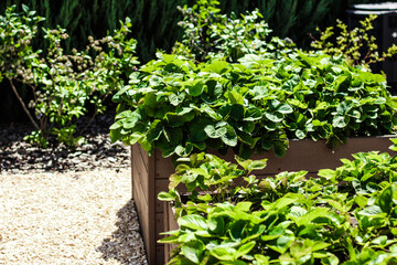 Gardening at home, strawberries in wooden garden beds