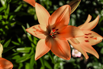Fototapeta premium Orange lily bushes close-up in the garden