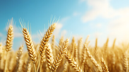 Organic wheat field golden ears swaying in wind