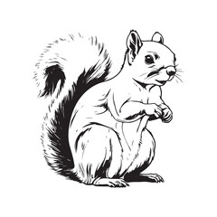 Squirrel line art vector silhouette with white Background