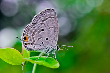 Mini butterfly on leaf