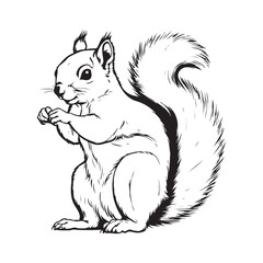 Squirrel line art vector silhouette with white Background