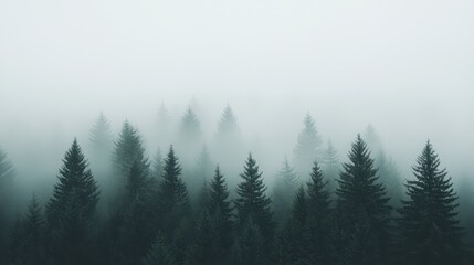 Fototapeta premium Misty Forest Silhouette Evergreen Trees in Fog