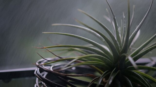 Tillandsia air plant in the rainy season