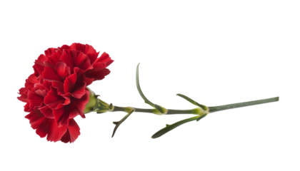 A vibrant red carnation flower with lush petals and a slender green stem, perfect for floral arrangements or decorations.