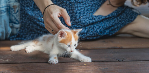 Woman stroking white red little kitten, animals pets love care