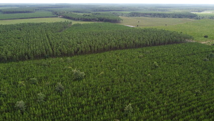 Drone shot of the forests in the Landes region, France