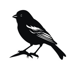 Fototapeta premium black silhouette of a finch bird isolated on white background