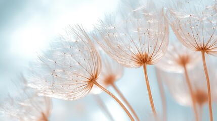 A close-up of delicate dandelion seeds floating against a white background, highlighting their intricate details and natural beauty.