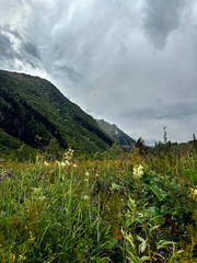 This image showcases a scenic mountain landscape under a cloudy sky in Caucasus region. The foreground is dominated by a lush field of wildflowers and tall grasses.