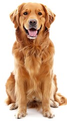 Fototapeta premium A golden retriever dog sits with its tongue out, smiling.
