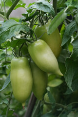 Vertical closeup on a group of green and unripe elongated tomatoes growing in a greenhouse
