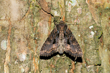 Dunkelbraune Waldrandeule ( Mniotype satura  )