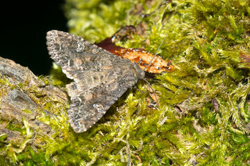  Kohleule (Mamestra brassicae) 