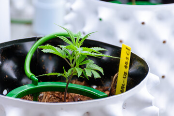 Close up of Cannabis or Marijuana plants on white pots in modern greenhouse with solar panels and automatic watering system for the concept of modern cannabis cultivation.