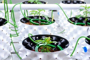 Close up of Cannabis or Marijuana plants on white pots in modern greenhouse with solar panels and automatic watering system for the concept of modern cannabis cultivation.