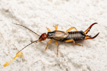 Common Earwig - Forficula auricularia, common reddish-brown insect from European houses, kitchens, gardens and meadows, Zlin, Czech Republic.