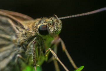Butterfly closeup on green leaf. Insect macro photography.