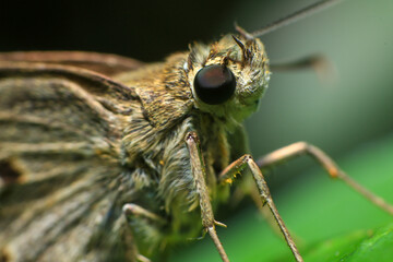 Butterfly closeup on green leaf. Insect macro photography.